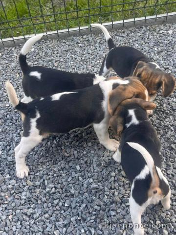 Adoption chiot beagle disponible femelle 