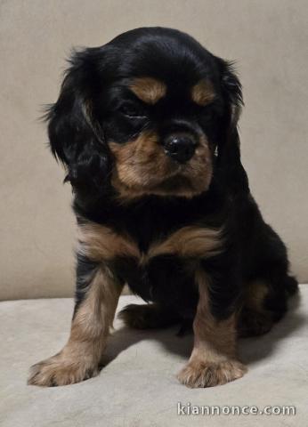 Bébé chiot cavalier king charle femelle a donner 
