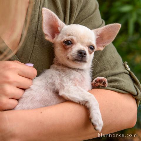 chiot chihuahua femelle a donner 