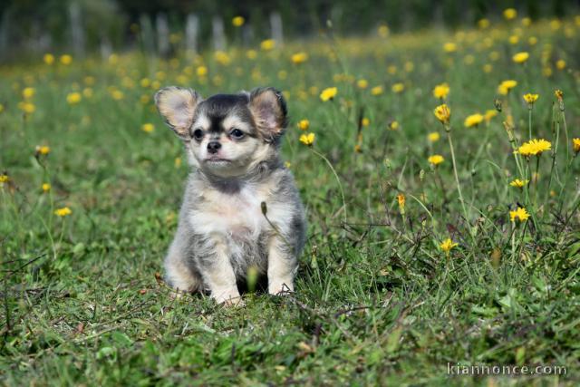 chiot chihuahua femelle a donner 