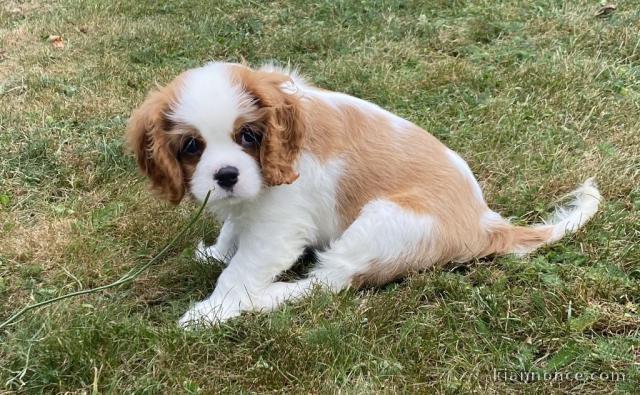 chiot cavalier king charle femelle a donner 