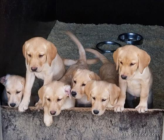 chiot golden retriever mâle et femelle disponible 