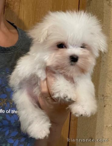 bébé chiot bichon maltais à donner 
