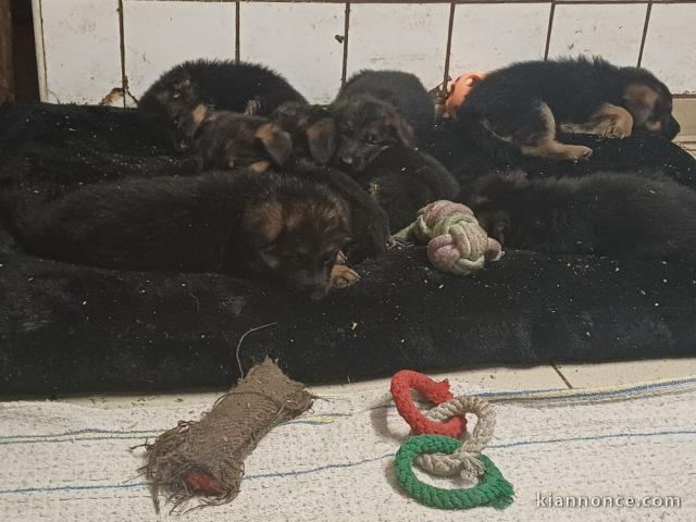 adoption chiot berger allemand 