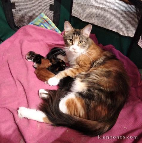 magnifique chaton maine coon adopter 