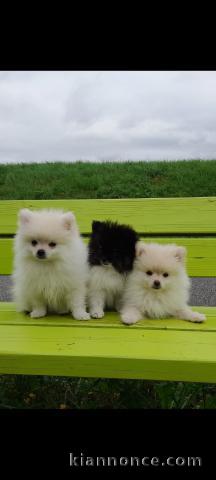 Adorables Chiots Spitz Nain