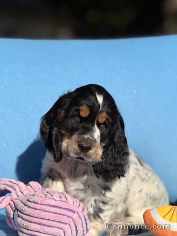 bébé chiot cocker anglais disponible 