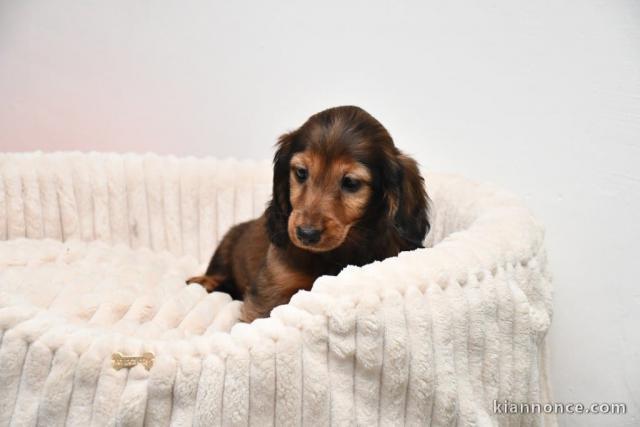 bébé chiot Teckel disponible 