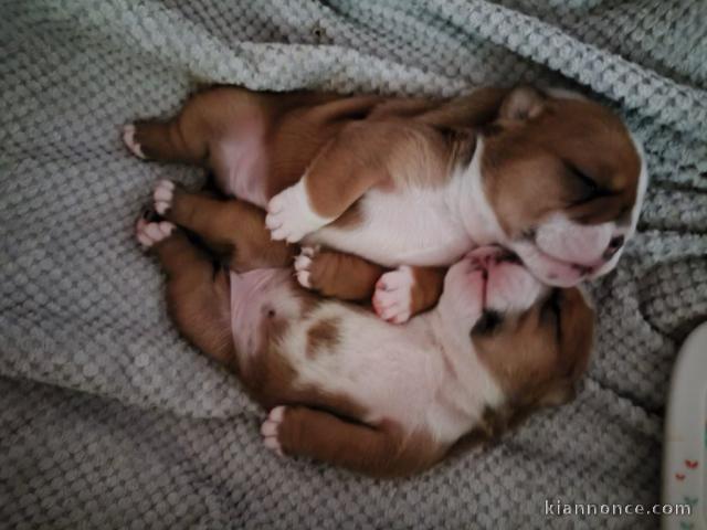 adoption chiot bulldog anglais 