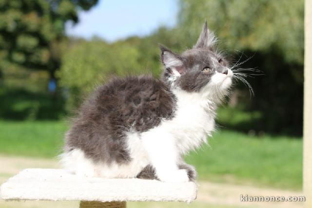 magnifique chaton maine coon 
