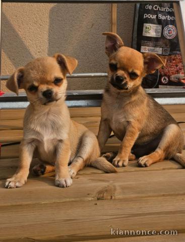  Chiots Chihuahua o offrir