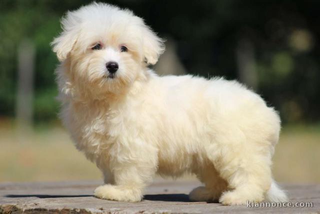 Chiots COTON TULEAR  a donner 
