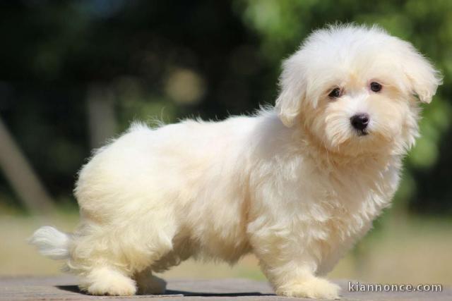 Chiots COTON TULEAR  a donner