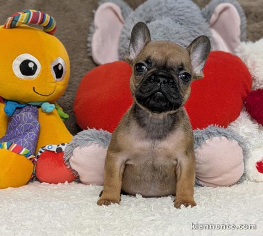 Chiots BOULEDOGUE FRANCAIS A DONNER