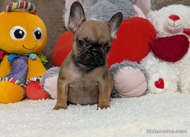 Chiots BOULEDOGUE FRANCAIS A DONNER