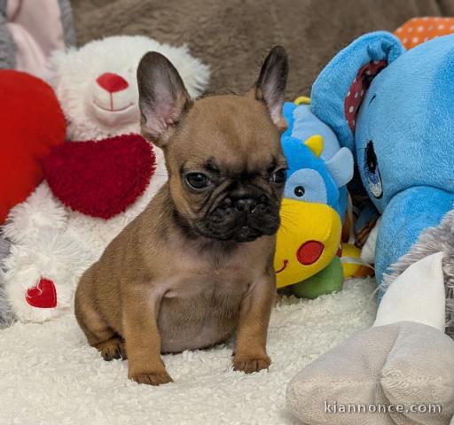 Chiots BOULEDOGUE FRANCAIS A DONNER