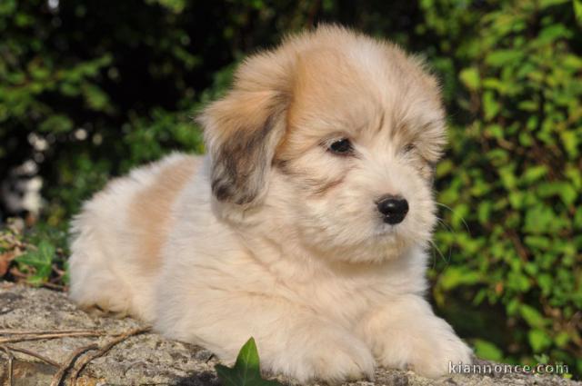 chiot coton tulear a donner 