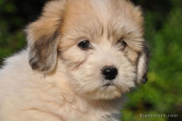  chiot coton tulear a donner