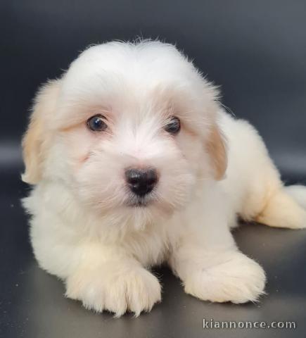 chiot coton tulear a donner 
