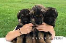 Adorable chiot berger allemand Femelle