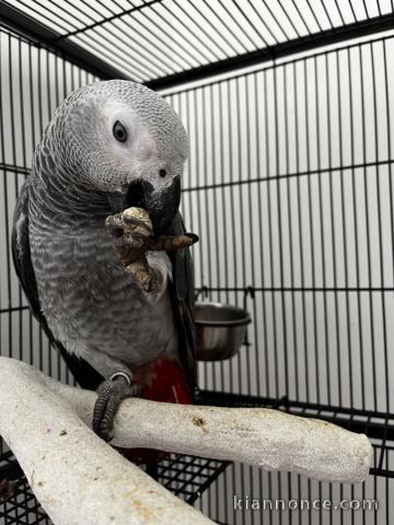 Perroquet Gris du Gabon à donner ‎