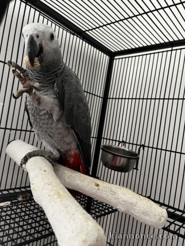 ‎Perroquet Gris du Gabon à donner