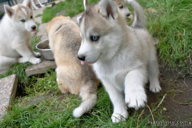 chiot husky sibérien mâle a donner 