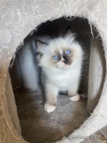 chaton ragdoll femelle a donner 