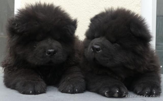 Bébé chiot chow chow disponible 