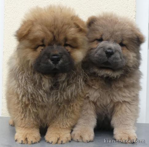 Magnifique chiot chow chow disponible 