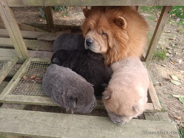 Adoption chiot chow chow disponible 