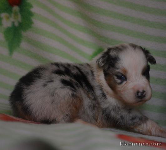 Adorable chiot berger australien 
