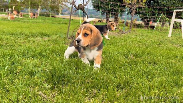 Chiot beagle disponible pour adoption 