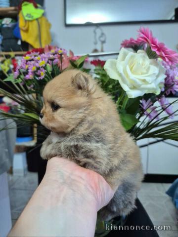 chiot Spitz allemand race pure disponible 