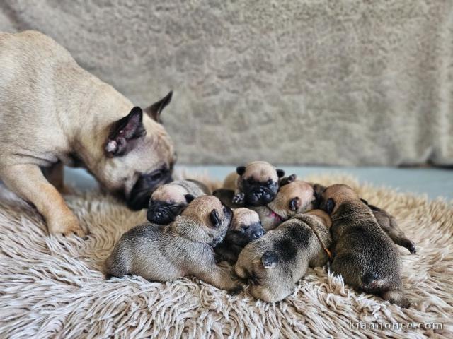 bébé chiot bouledogue français disponible 