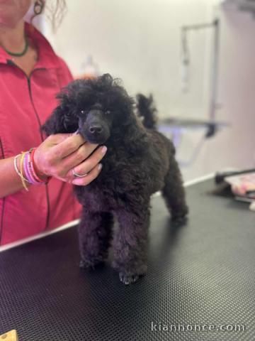 Adorable chiot caniche nain disponible 