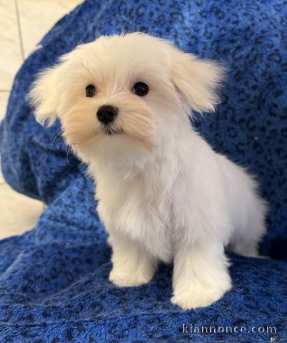 Je donne chiot bichon maltais mâle à adopter 