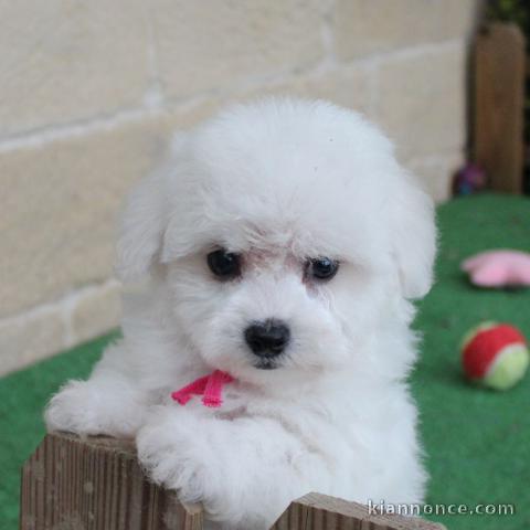 Bébé chiot bichon frisé femelle disponible 