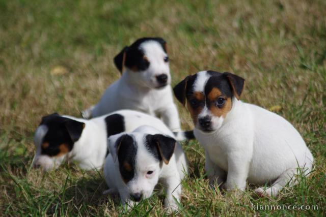 Adoption chiot jack ressel disponible 