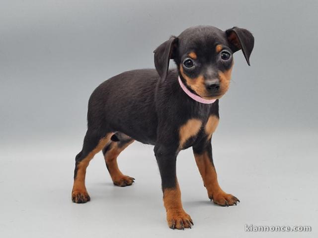 Je donne chiot pinscher nain disponible 