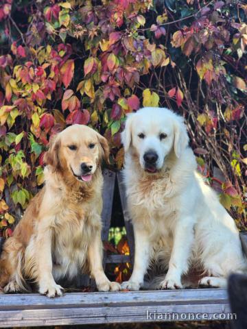 Chiot golden retriever mâle a donner 