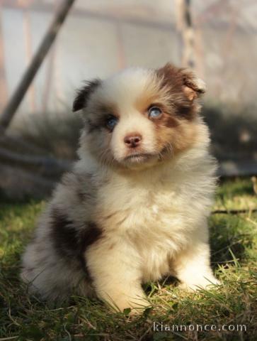 Chiot berger australien disponible 