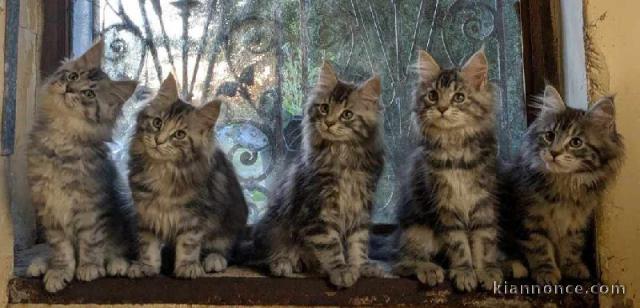 Dons chaton maine coon disponible 