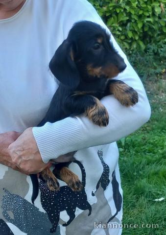 chiot Teckel disponible pour adoption 