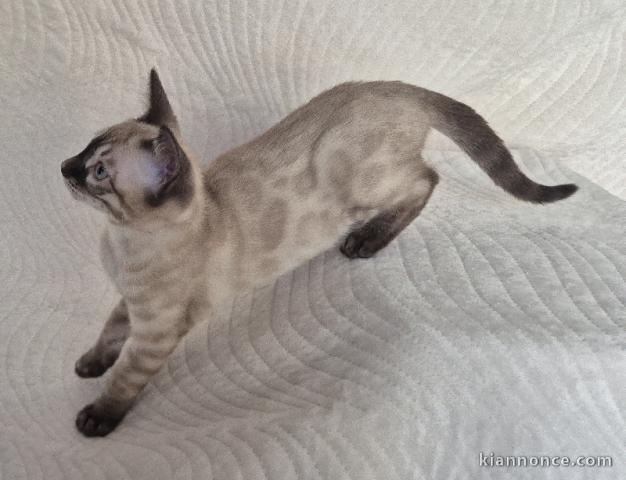 magnifique chaton Bengal disponible 