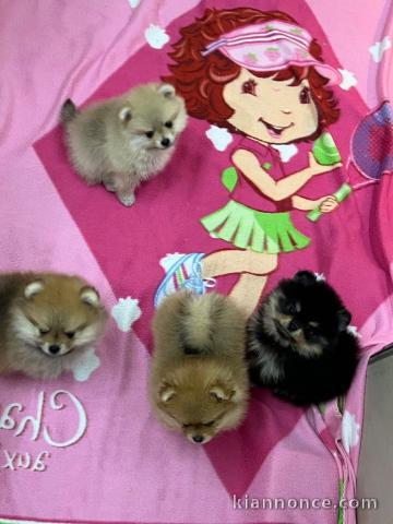 chiot spitz allemand race pure 