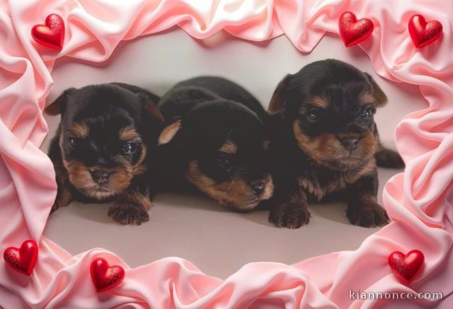 chiot Yorkshire terrier disponible 