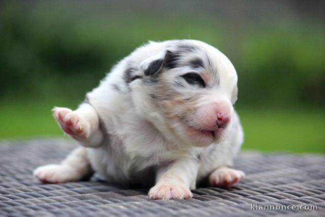 Chiot berger australien disponible 