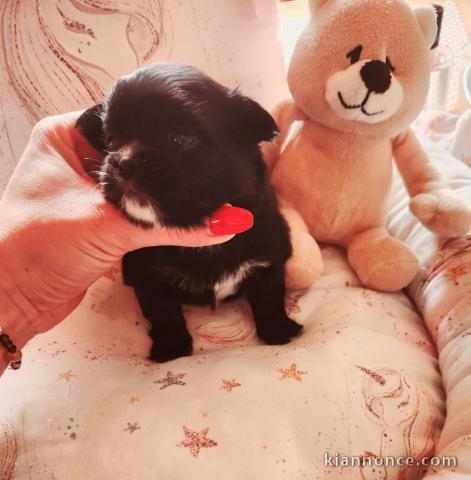 adorable chiot chihuahua femelle a donner 