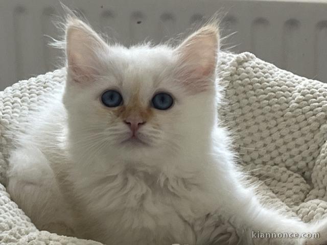 chaton sacré Birmanie pour adoption femelle 